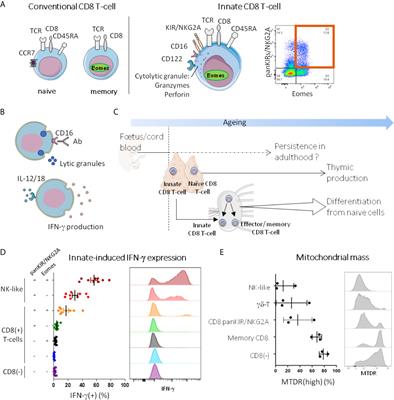 Allotransplantation Is Associated With Exacerbation of CD8 T-Cell Senescence: The Particular Place of the Innate CD8 T-Cell Component